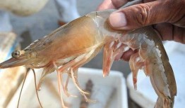 海虾养殖爆料视频播放大全,爆款视频带你探秘养殖全过程