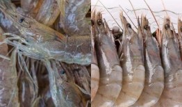 海虾养殖爆料视频播放大全,爆款视频带你探秘养殖全过程